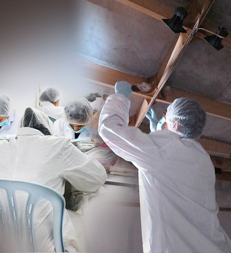 Our team hand-cleaning bird's nest